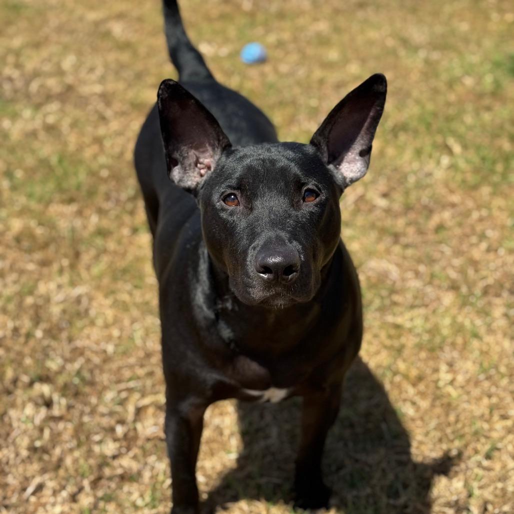 Enlarge Toad, a Adoptable mixed breed in Santa Barbara, CA image 5/6