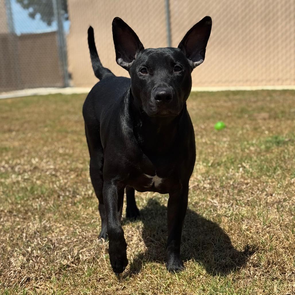 Enlarge Toad, a Adoptable mixed breed in Santa Barbara, CA image 6/6
