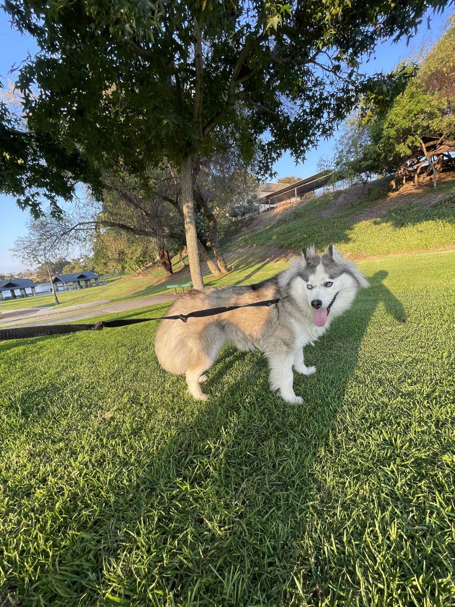 Mia, a Adoptable mixed breed in Chula Vista, CA image 2/4