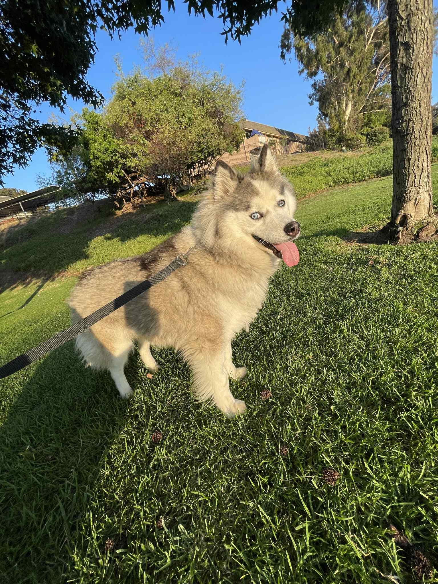 Mia, a Adoptable mixed breed in Chula Vista, CA image 3/4