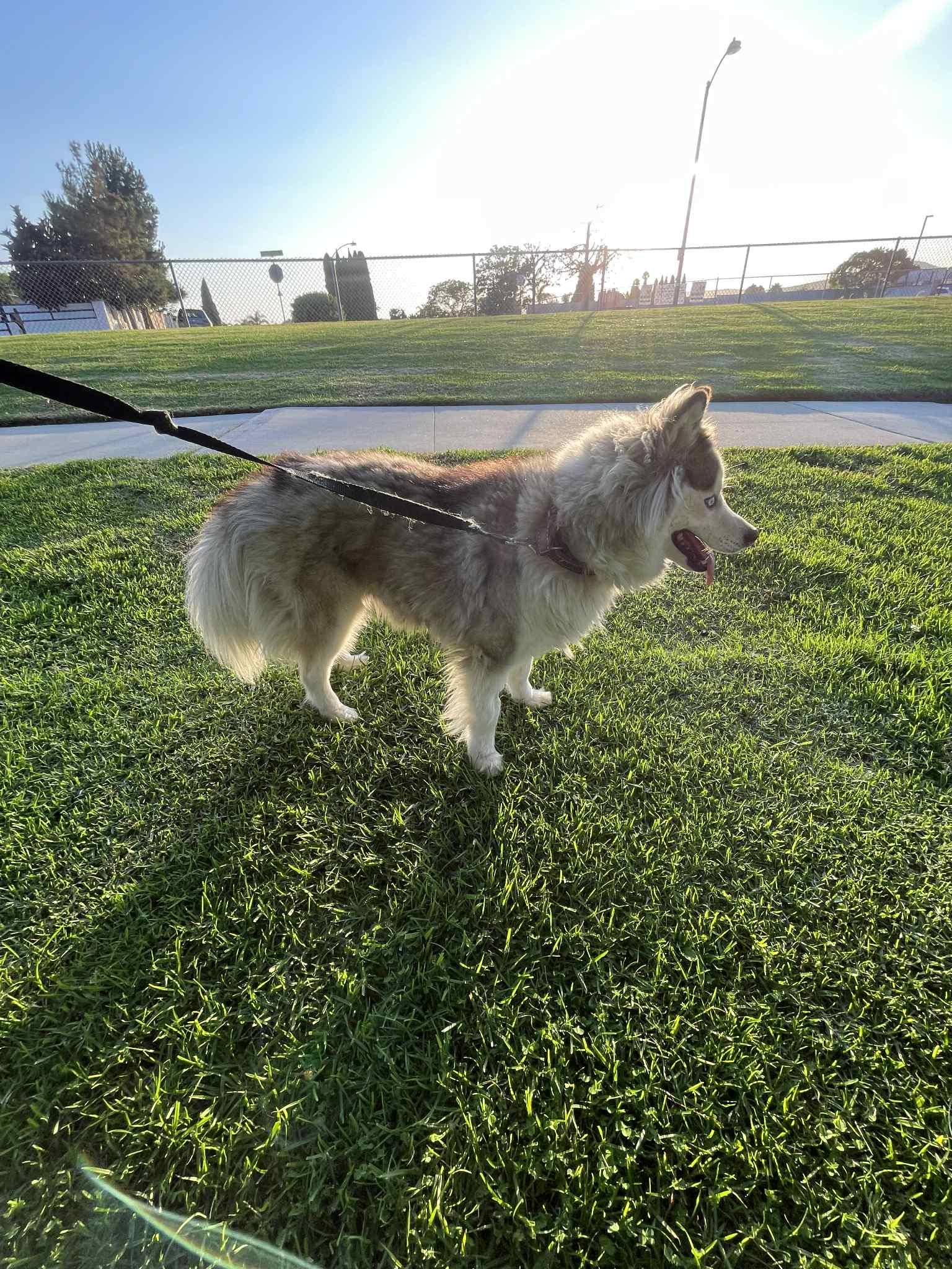 Mia, a Adoptable mixed breed in Chula Vista, CA image 4/4