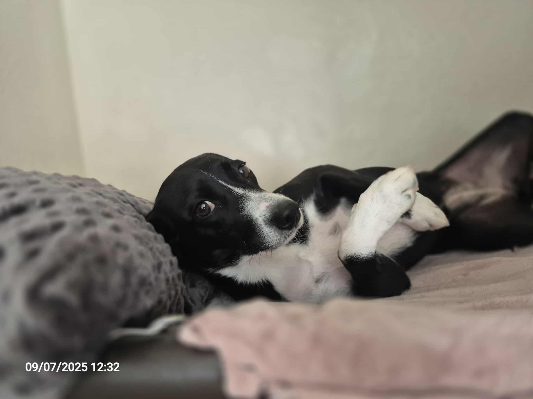 Deedee, adoptable, Adult Female Rat Terrier.