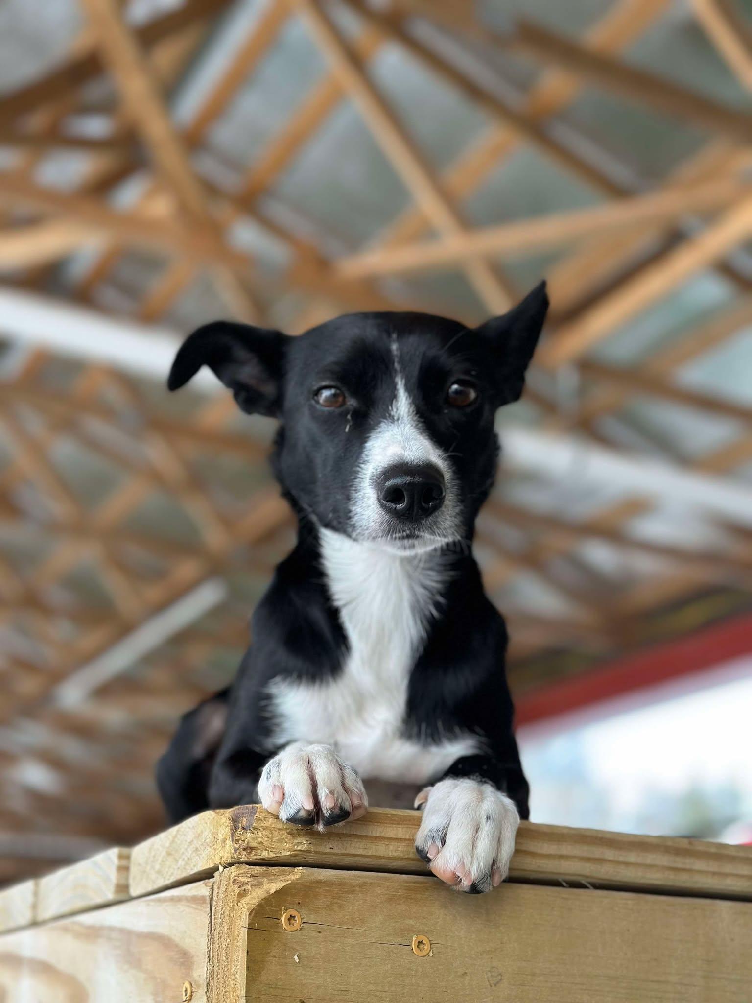 Enlarge Deedee, an adoptable mixed breed in Richmond, KY image 2/6