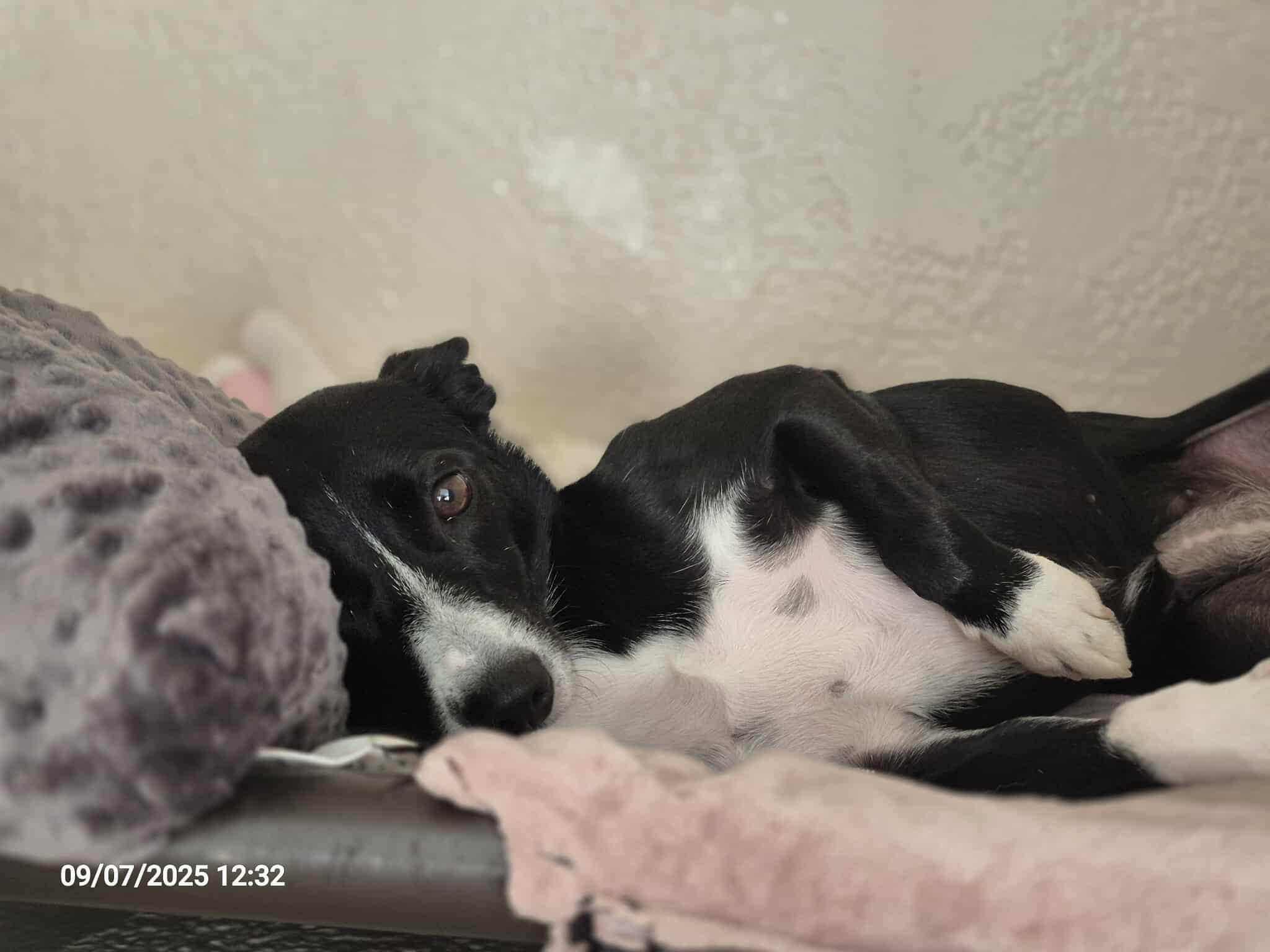 Enlarge Deedee, an adoptable mixed breed in Richmond, KY image 3/6