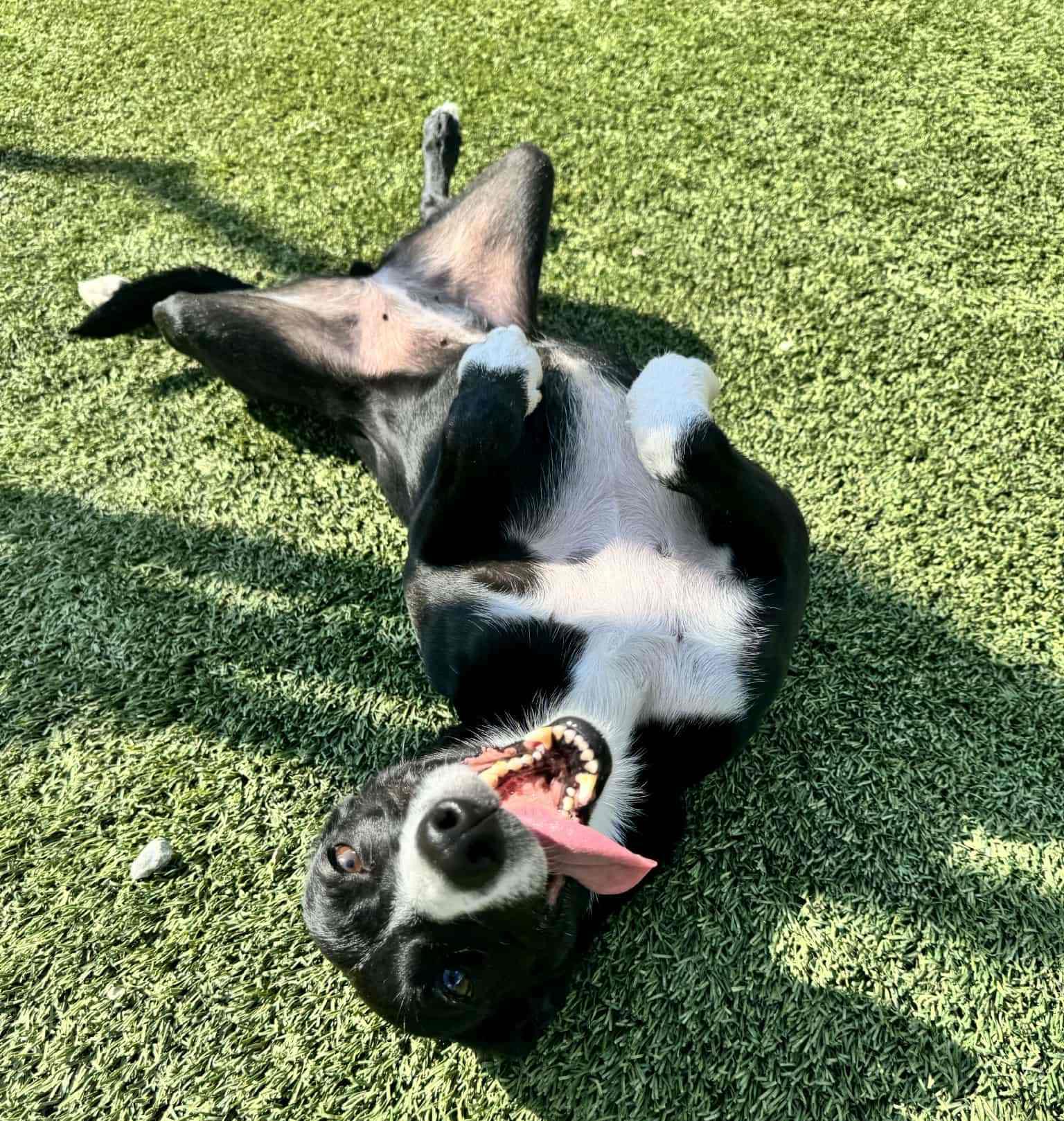 Enlarge Deedee, an adoptable mixed breed in Richmond, KY image 4/6