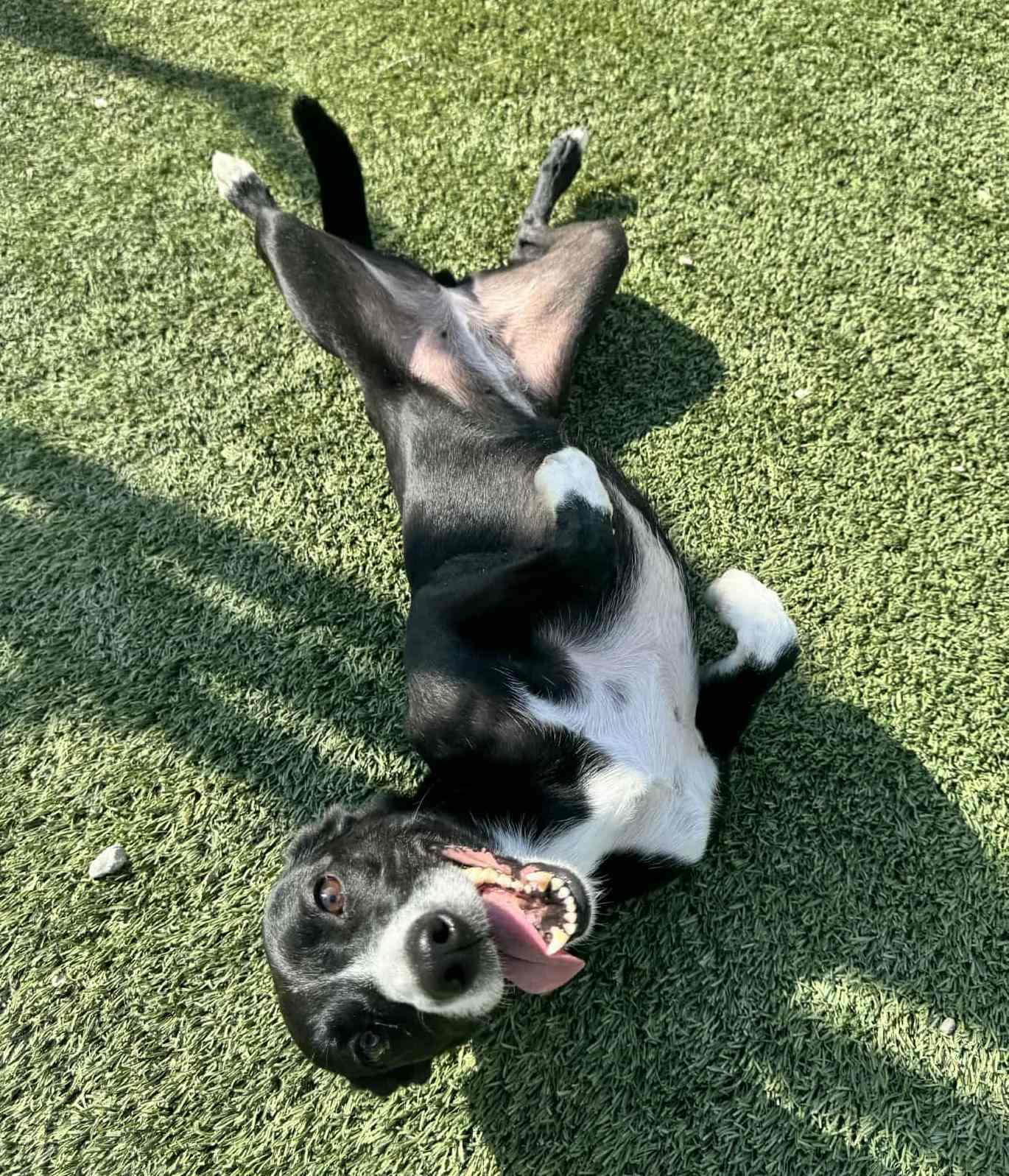 Enlarge Deedee, an adoptable mixed breed in Richmond, KY image 5/6