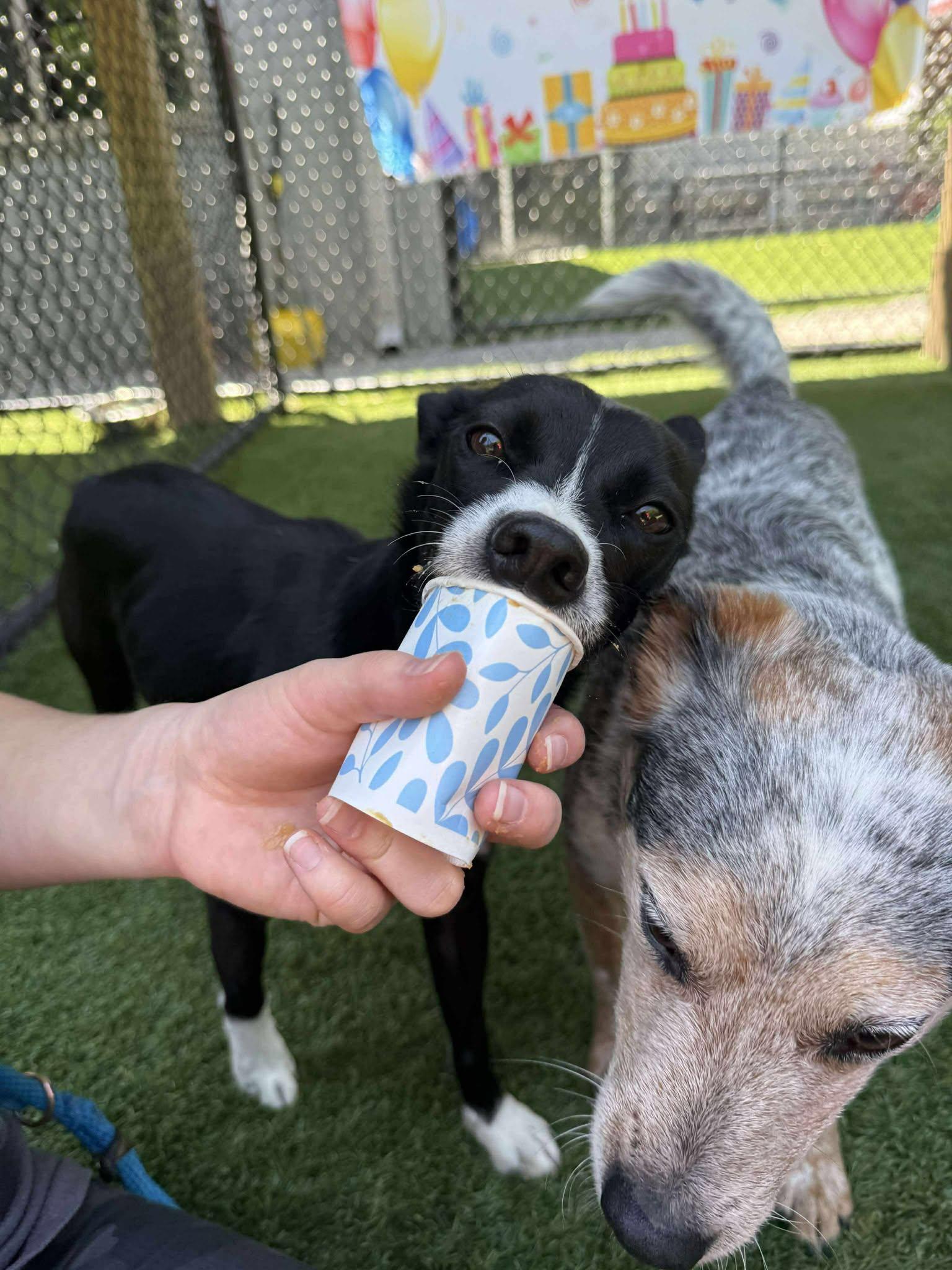 Enlarge Deedee, an adoptable mixed breed in Richmond, KY image 6/6