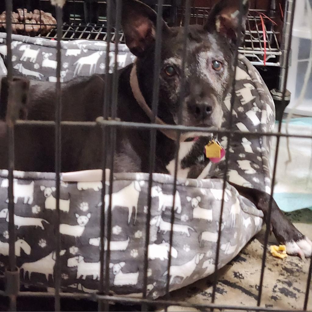 Bella, Adoptable, Senior Female Black Labrador Retriever.