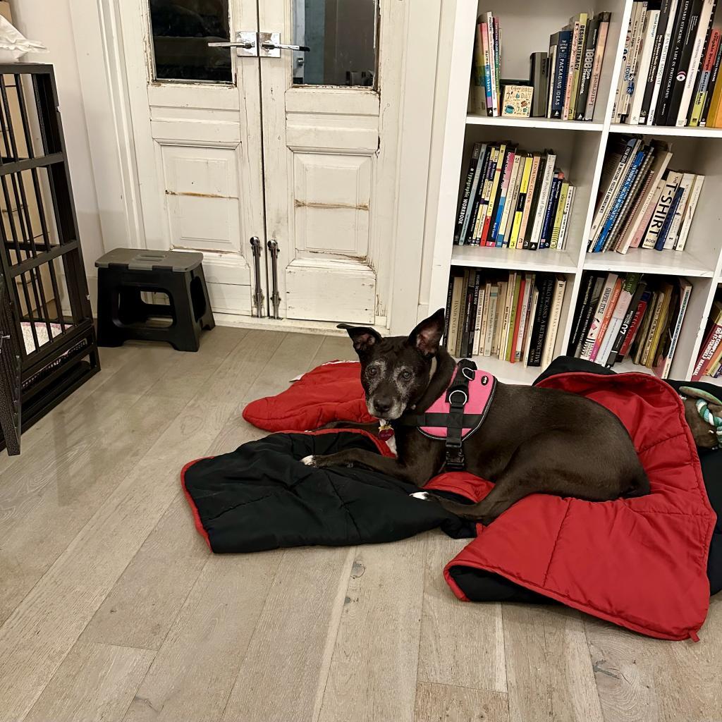 Bella, a Adoptable Black Labrador Retriever in New Orleans, LA image 3/4