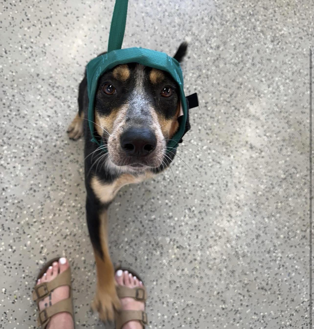 Yogi, a ADOPTABLE mixed breed in Kansas City, MO image 4/4