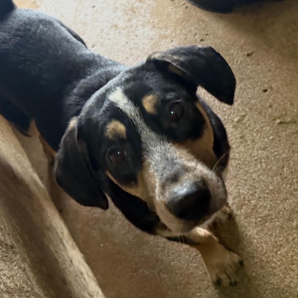 Yogi, a ADOPTABLE mixed breed in Kansas City, MO image 3/4