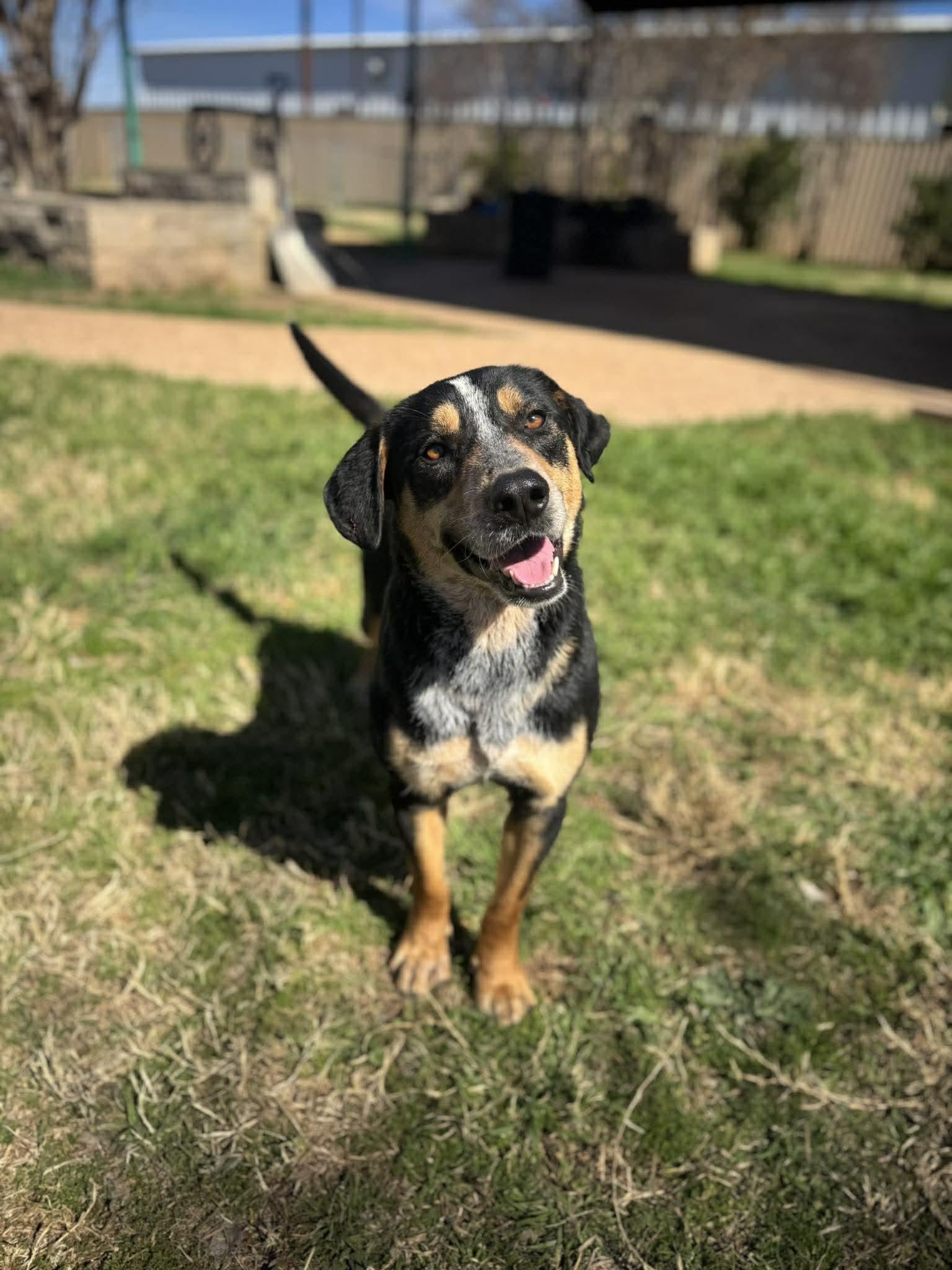 Yogi, a ADOPTABLE mixed breed in Kansas City, MO image 2/4
