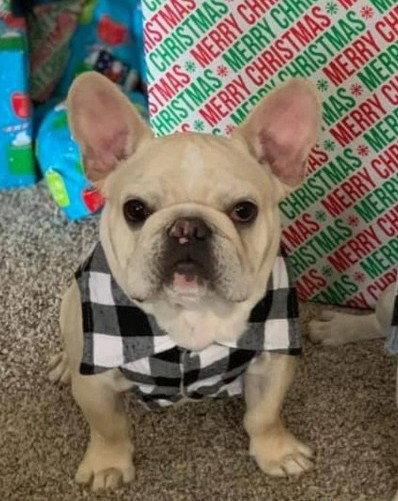 Enlarge THOR, a Adoptable French Bulldog in Chandler, AZ image 1/3