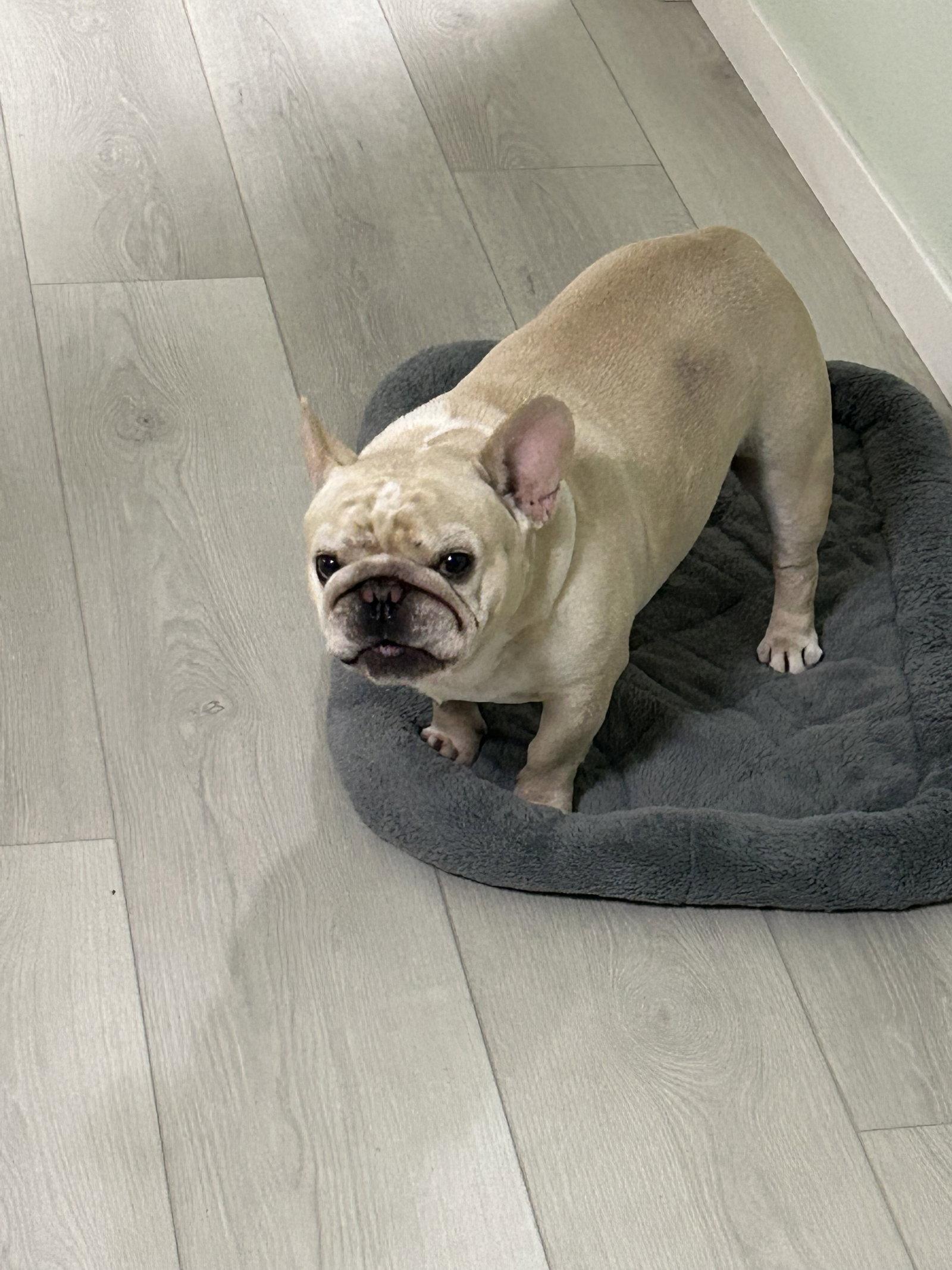 Enlarge THOR, a Adoptable French Bulldog in Chandler, AZ image 2/3