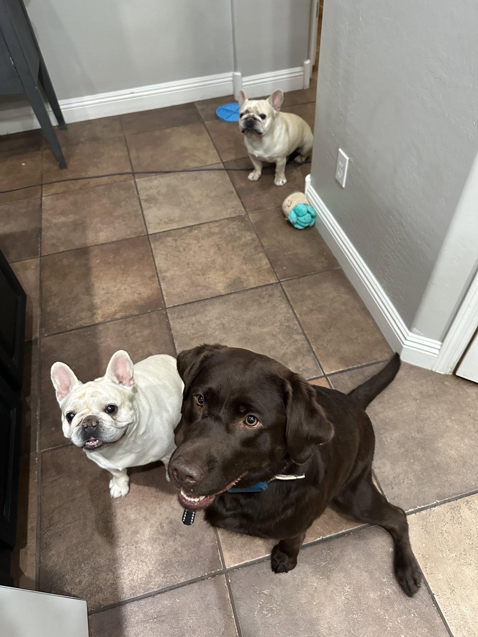 Enlarge THOR, a Adoptable French Bulldog in Chandler, AZ image 3/3