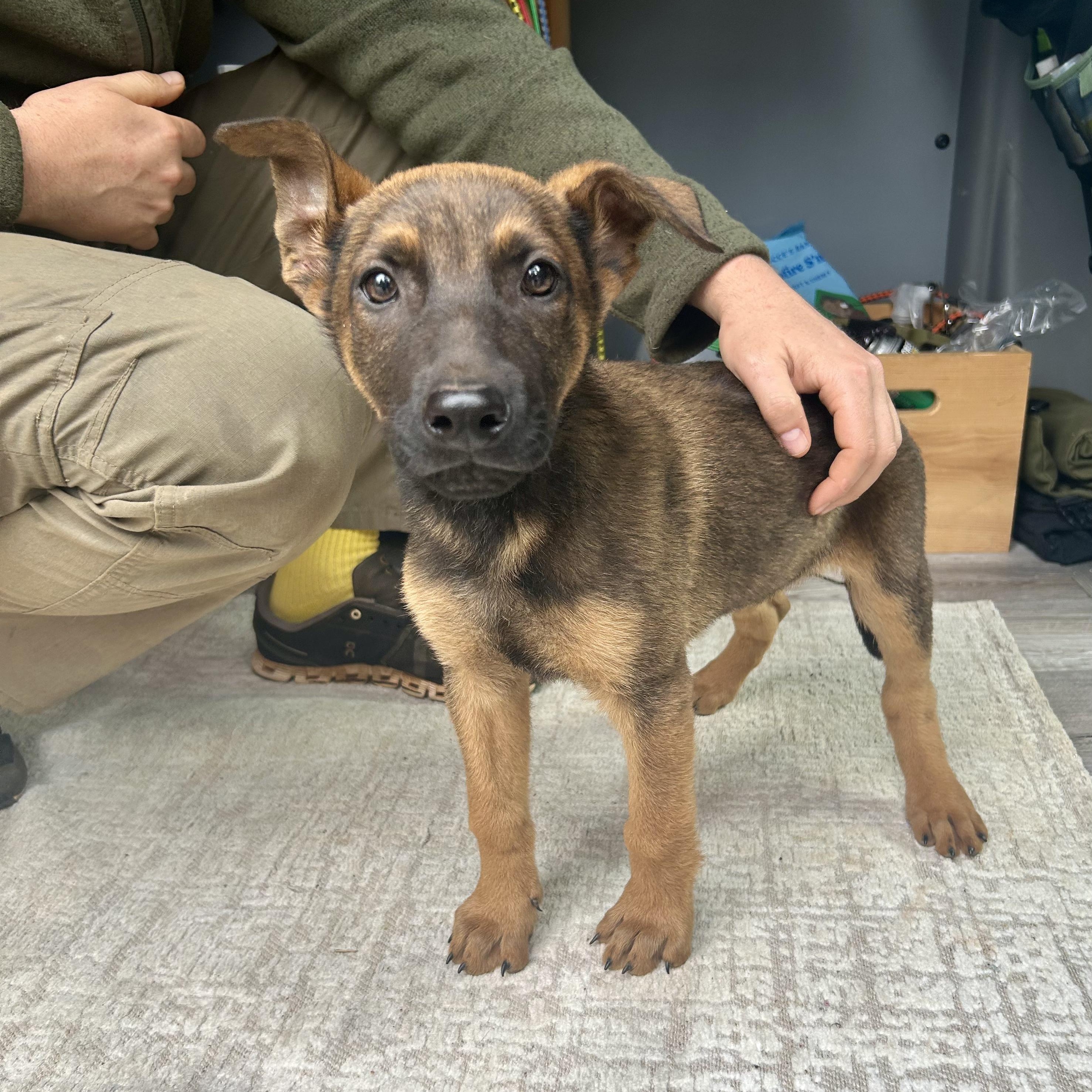 Hemi- Shepherd Puppy, ADOPTABLE, Puppy Male German Shepherd Dog.