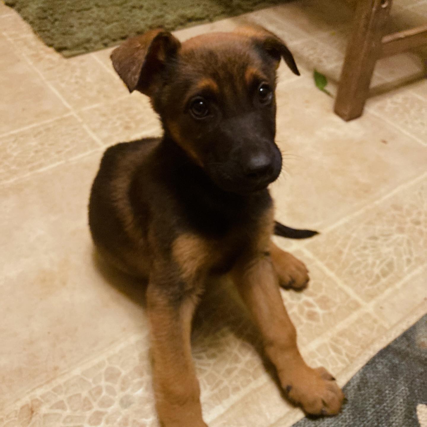 Enlarge Hemi- Shepherd Puppy, a ADOPTABLE German Shepherd Dog in Grass Valley, CA image 4/4