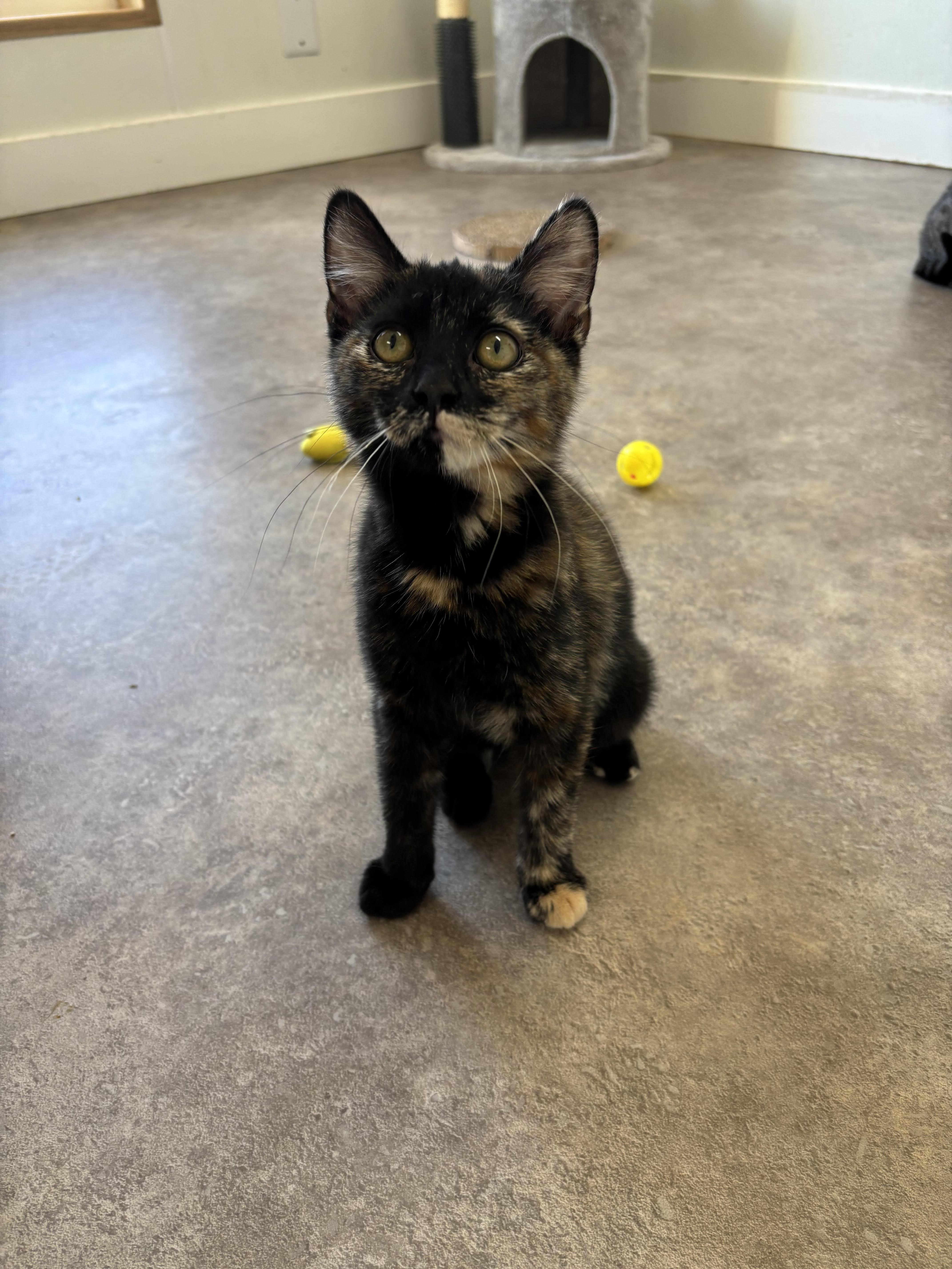 Enlarge Carmine, a Adopted Domestic Short Hair in Rock Springs, WY image 1/1