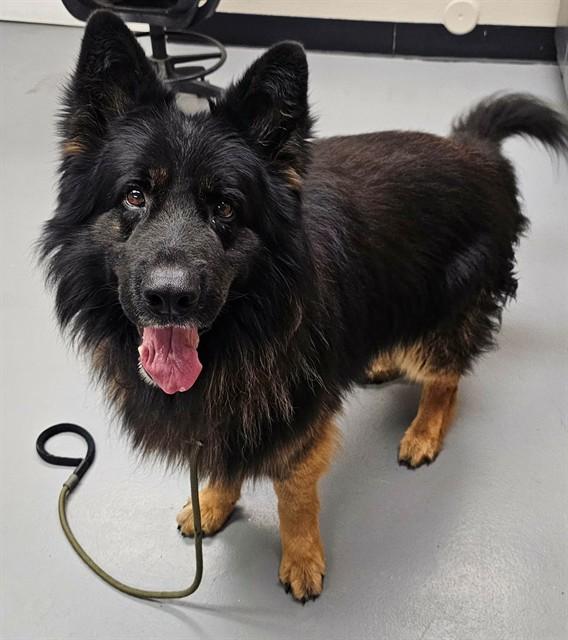 Cody, ADOPTABLE, Young Male German Shepherd Dog.