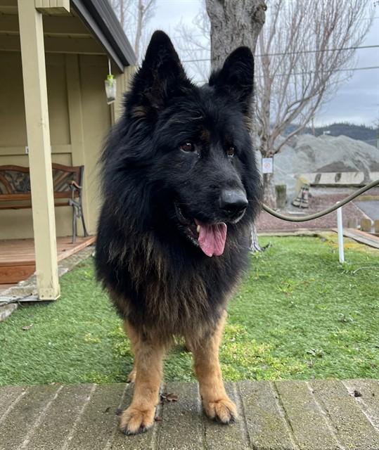 Enlarge Cody, a ADOPTABLE German Shepherd Dog in Phoenix, OR image 3/3