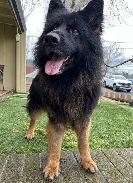 Enlarge Cody, a ADOPTABLE German Shepherd Dog in Phoenix, OR image 2/3
