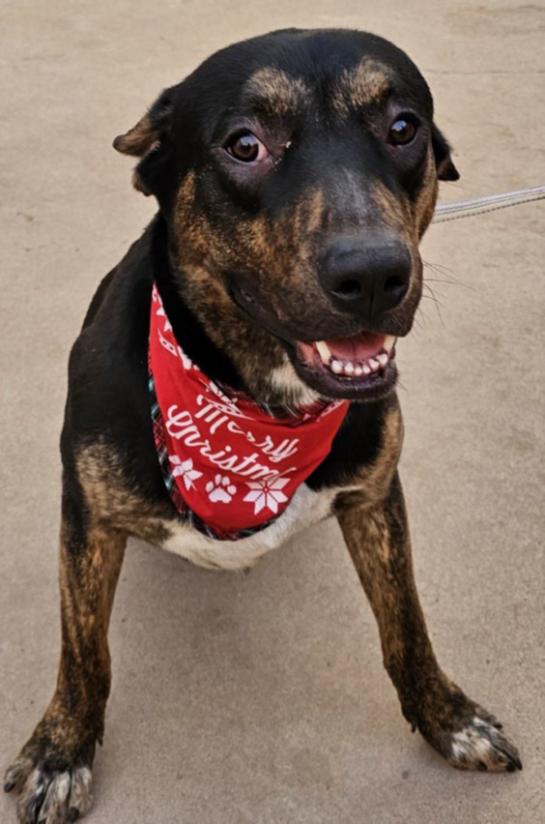 4045 Remington, a Adoptable mixed breed in Phoenix, AZ image 1/2