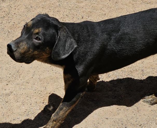 4045 Remington, a Adoptable mixed breed in Phoenix, AZ image 2/2