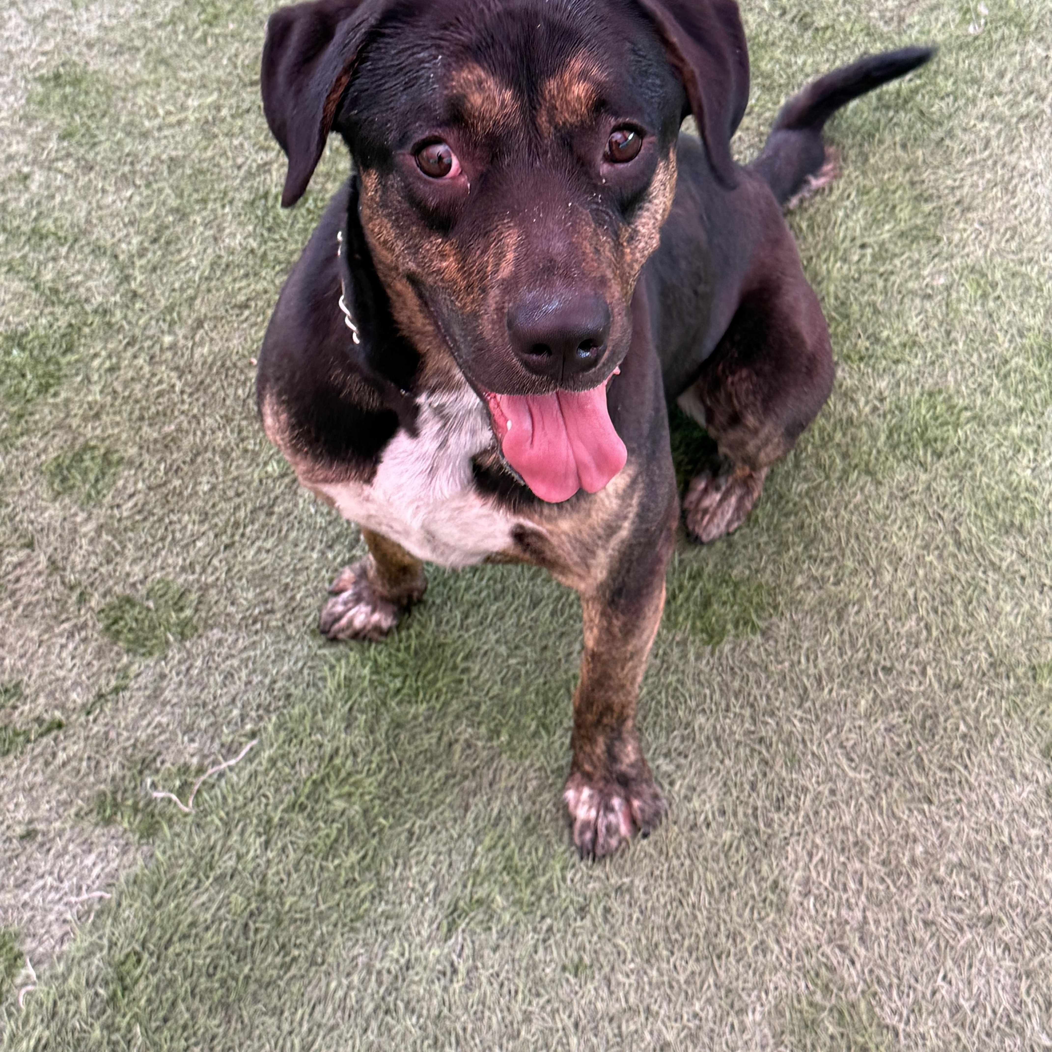 4045 Remington, Adoptable, Young Male Rottweiler & Australian Cattle Dog / Blue Heeler.