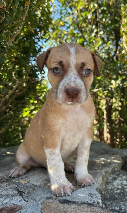 Violet, Adoptable, Puppy Female Terrier & Mixed Breed.