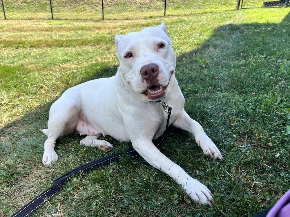 Enlarge Athena, a Adopted American Bully in Irwin, PA image 3/6