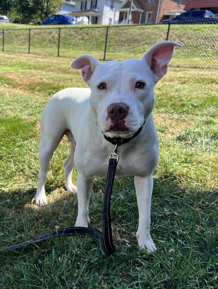 Enlarge Athena, a Adopted American Bully in Irwin, PA image 4/6