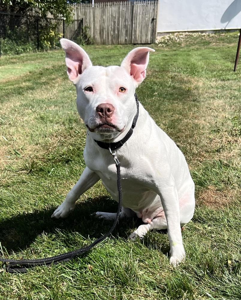 Enlarge Athena, a Adopted American Bully in Irwin, PA image 5/6
