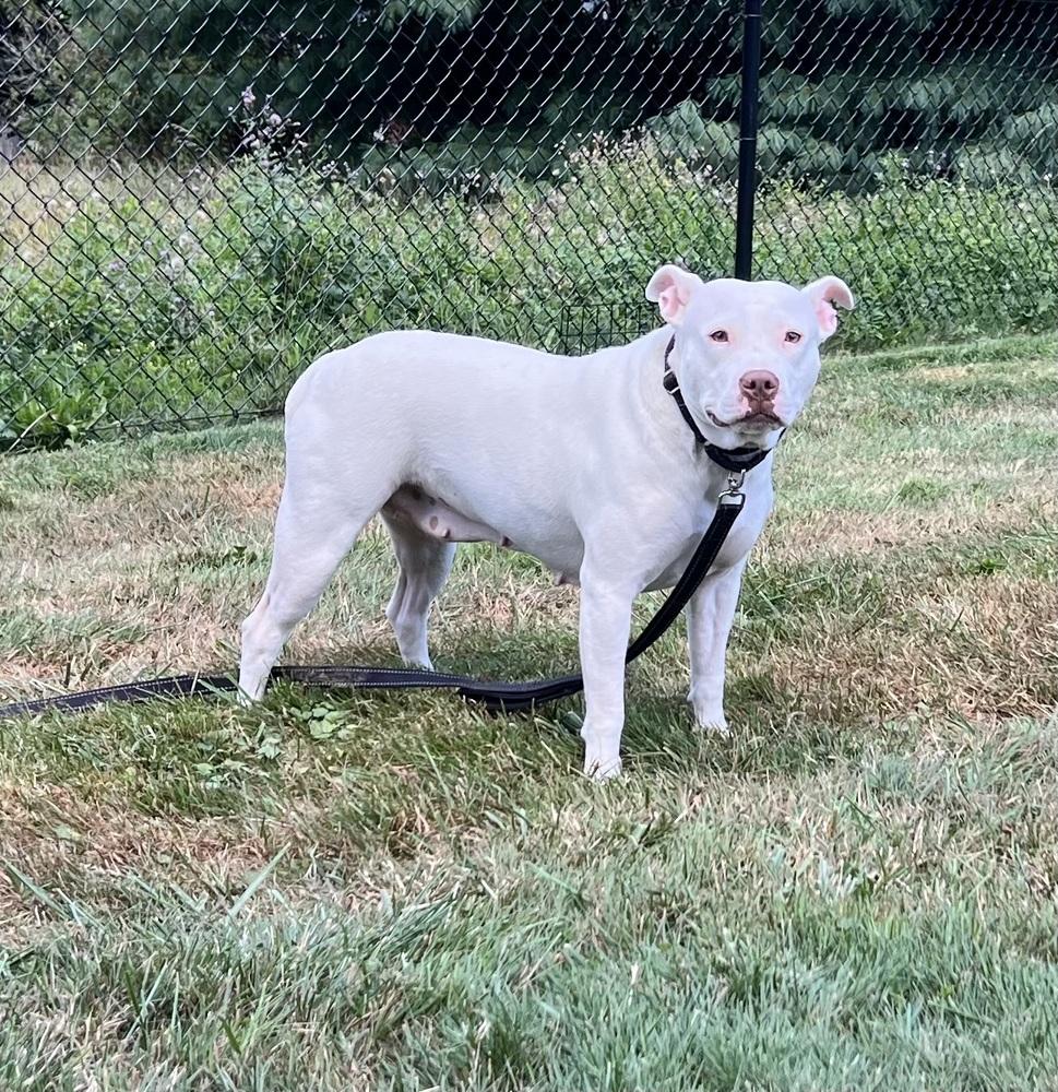 Enlarge Athena, a Adopted American Bully in Irwin, PA image 6/6