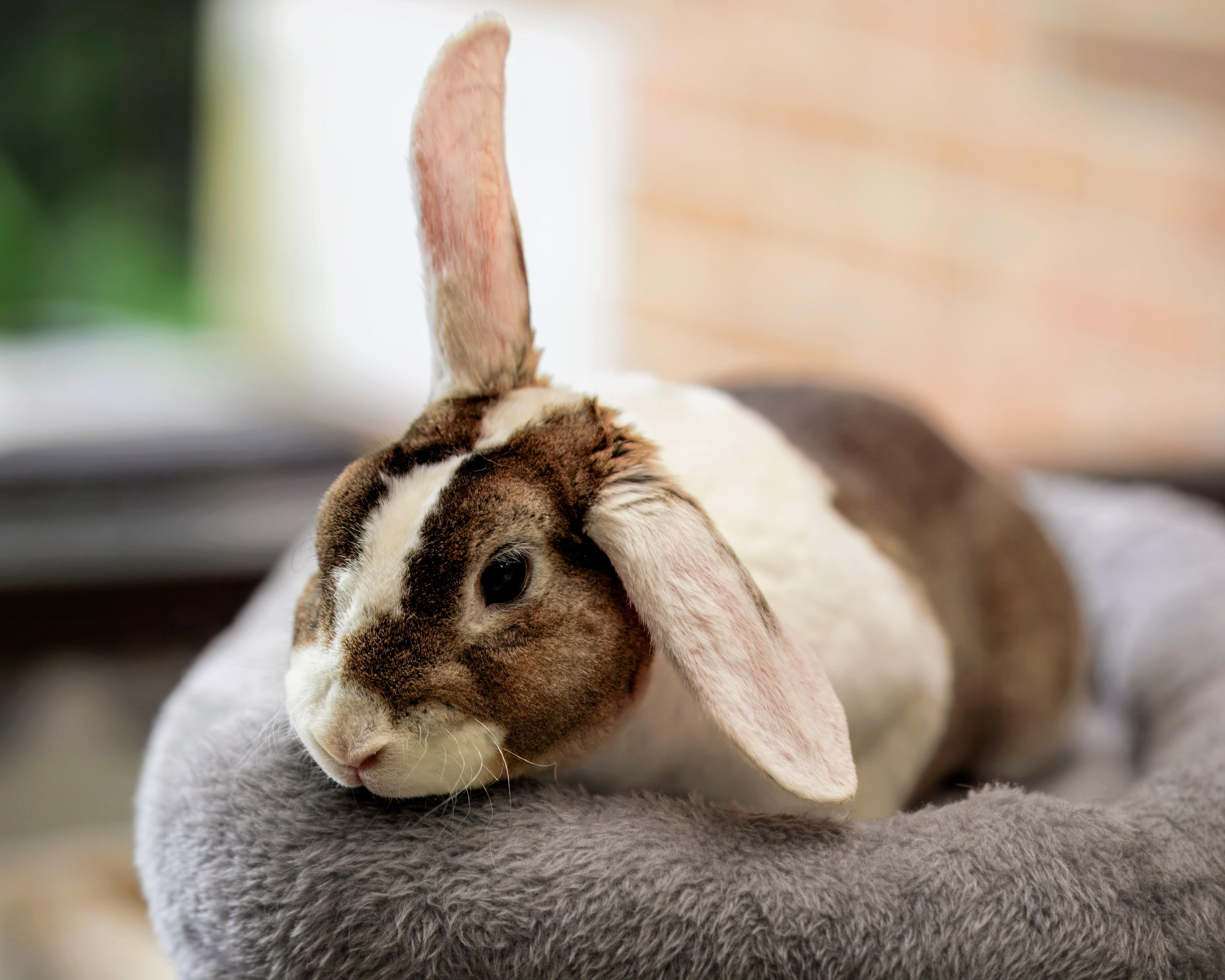 Donkey, an adopted New Zealand in Teterboro, NJ image 2/4