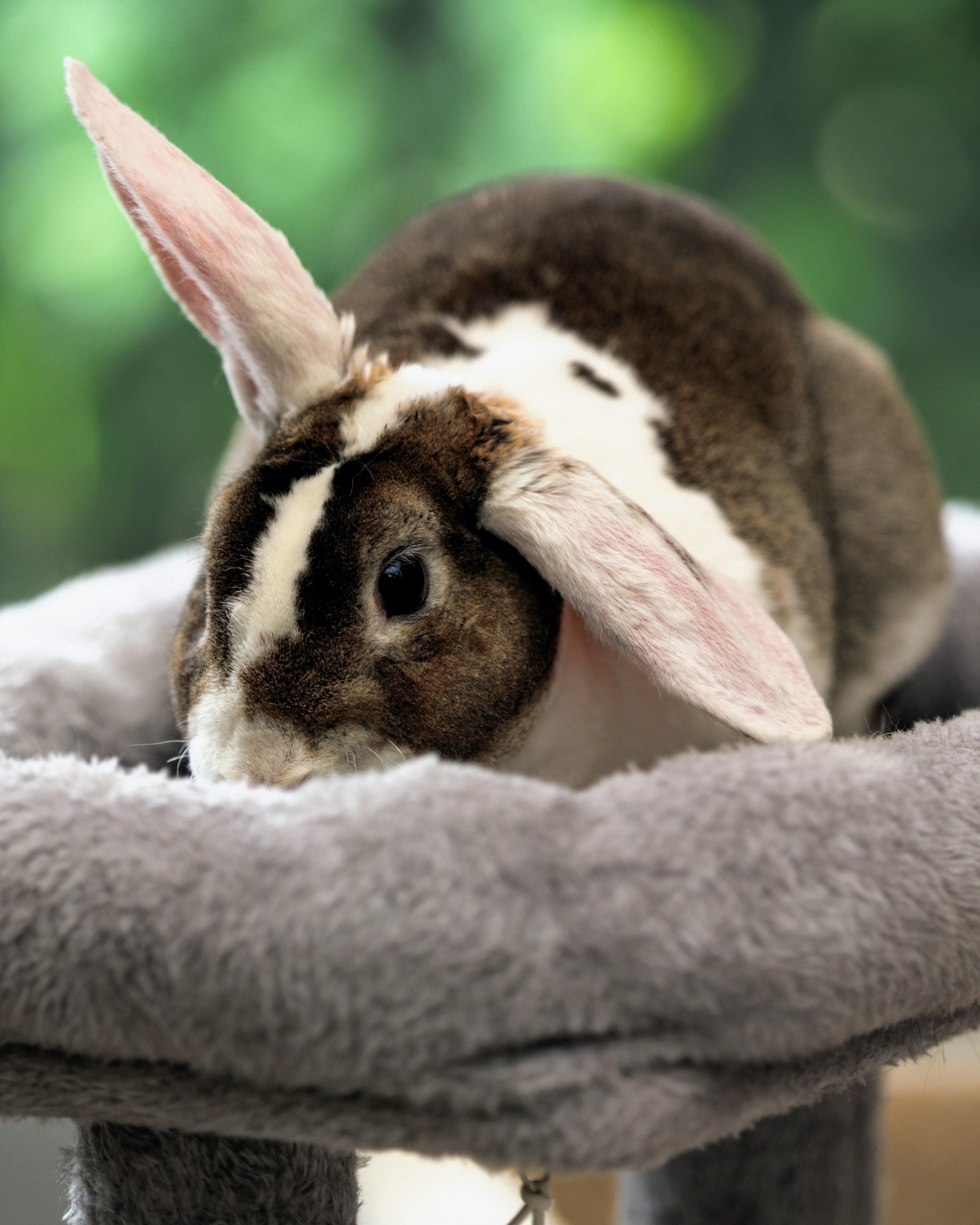 Donkey, an adopted New Zealand in Teterboro, NJ image 1/4