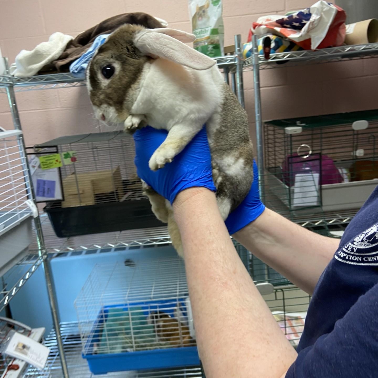 Donkey, an adopted New Zealand in Teterboro, NJ image 4/4
