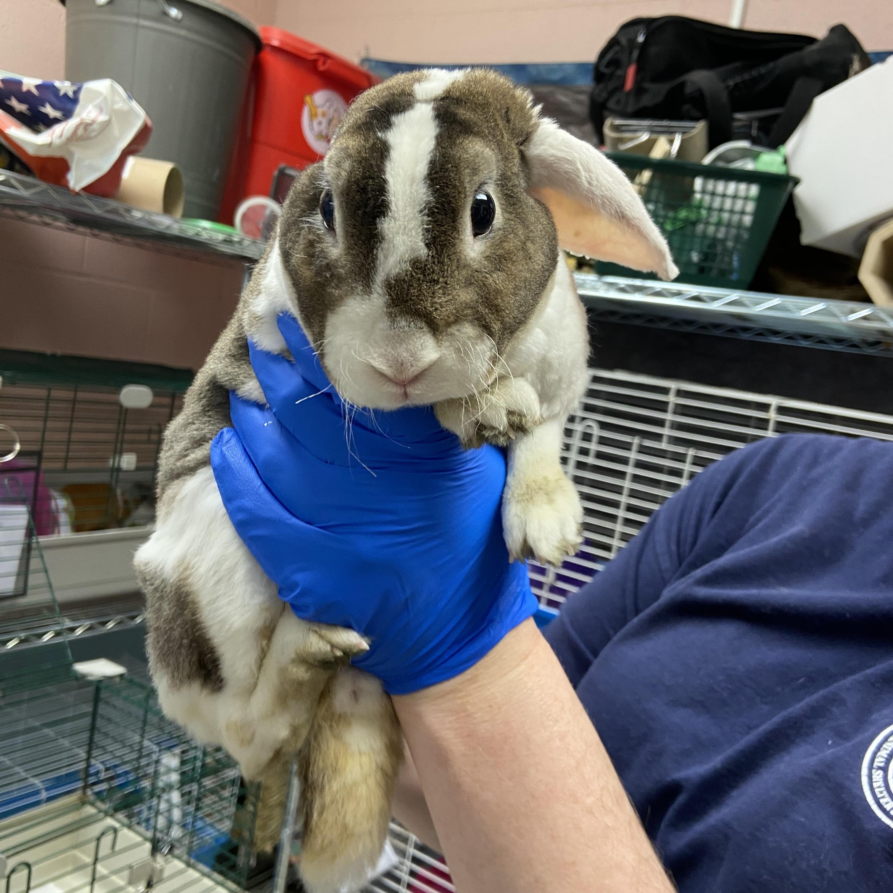 Donkey, an adopted New Zealand in Teterboro, NJ image 3/4