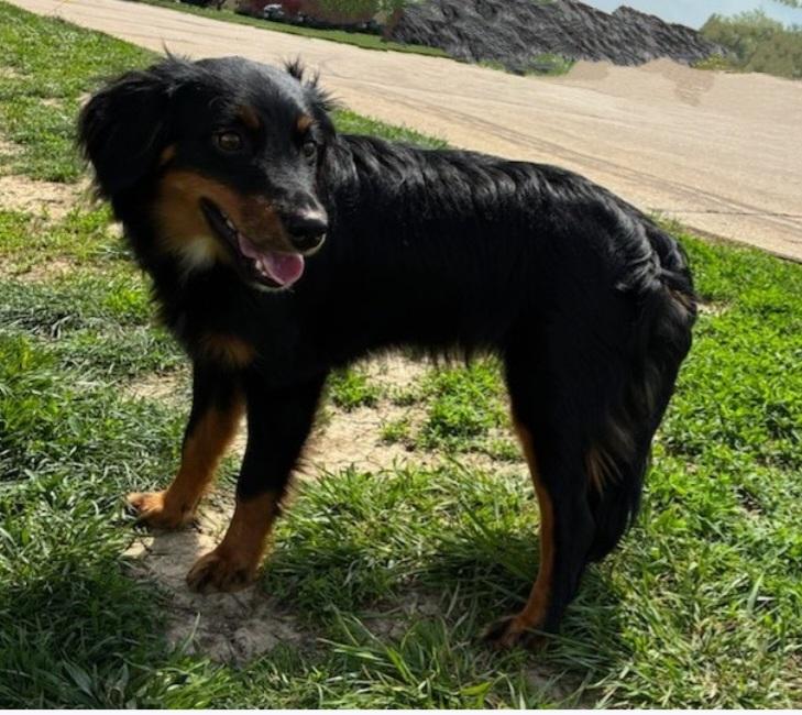 Enlarge Taco, a ADOPTABLE mixed breed in Columbia, MO image 1/1
