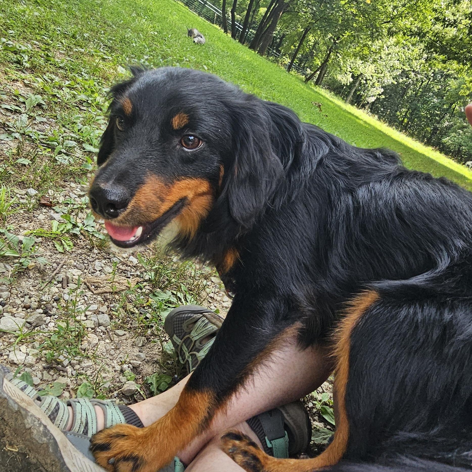Taco, ADOPTABLE, Young Male Dachshund (Miniature Long Haired) & Australian Shepherd.