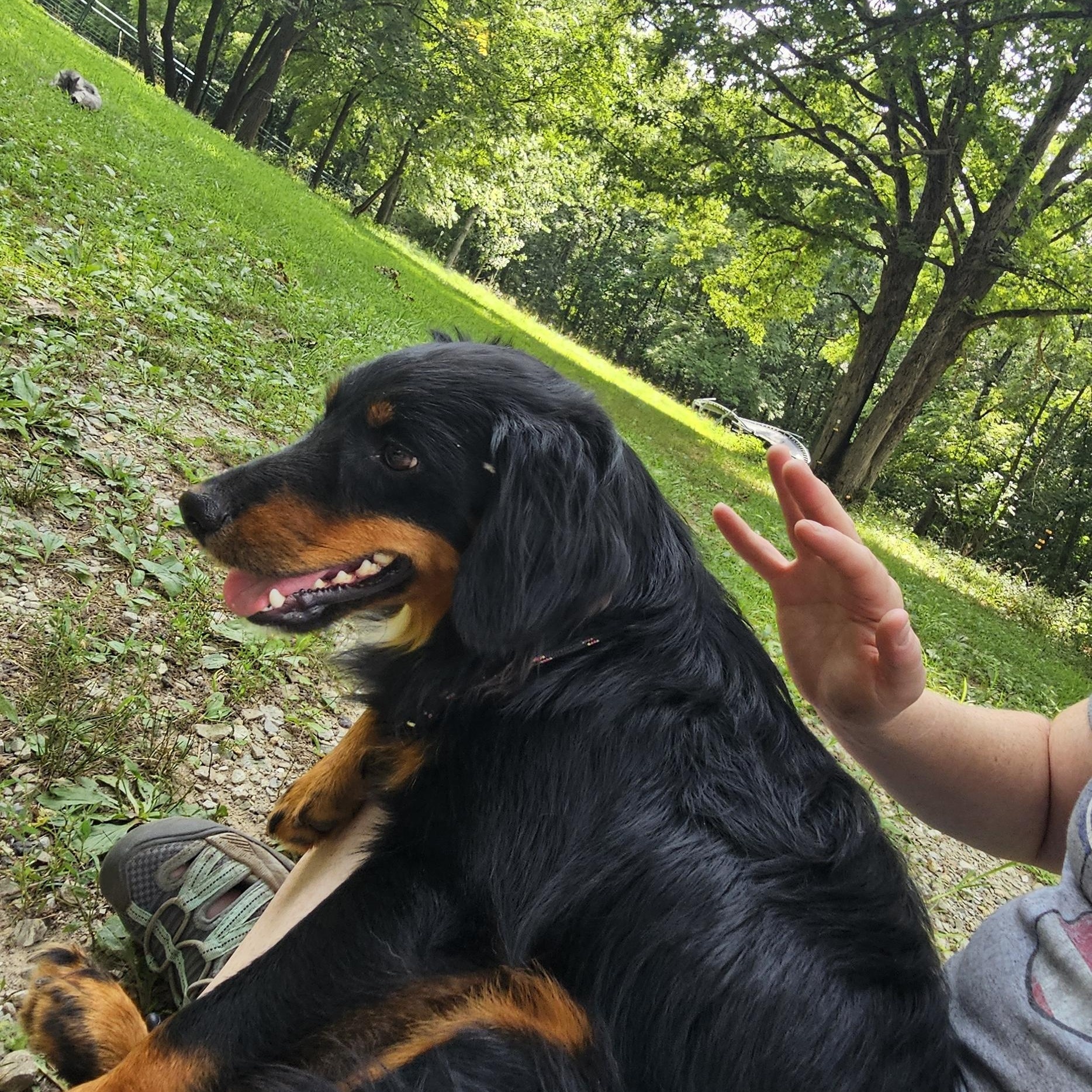 Enlarge Taco, a ADOPTABLE mixed breed in Columbia, MO image 5/6