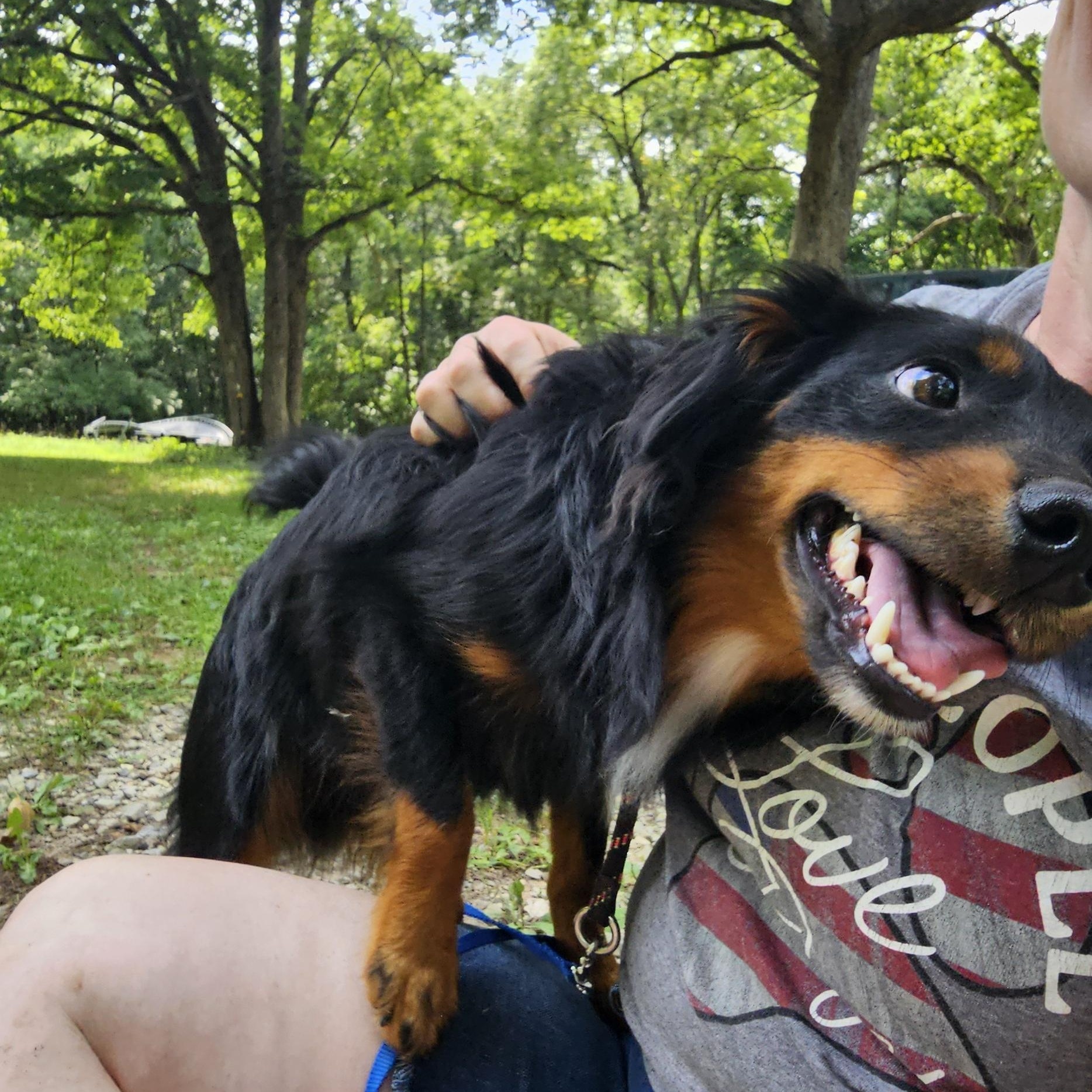 Enlarge Taco, a ADOPTABLE mixed breed in Columbia, MO image 6/6