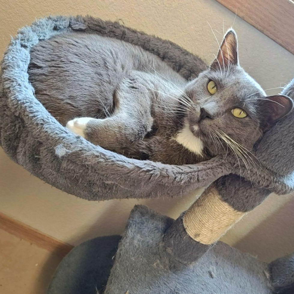 Enlarge Shadow, a Adoptable Domestic Short Hair in Wahpeton, ND image 1/4