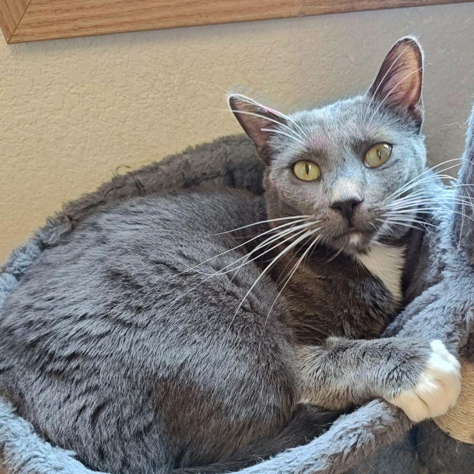 Enlarge Shadow, a Adoptable Domestic Short Hair in Wahpeton, ND image 2/4