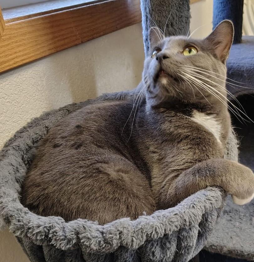 Enlarge Shadow, a Adoptable Domestic Short Hair in Wahpeton, ND image 6/6