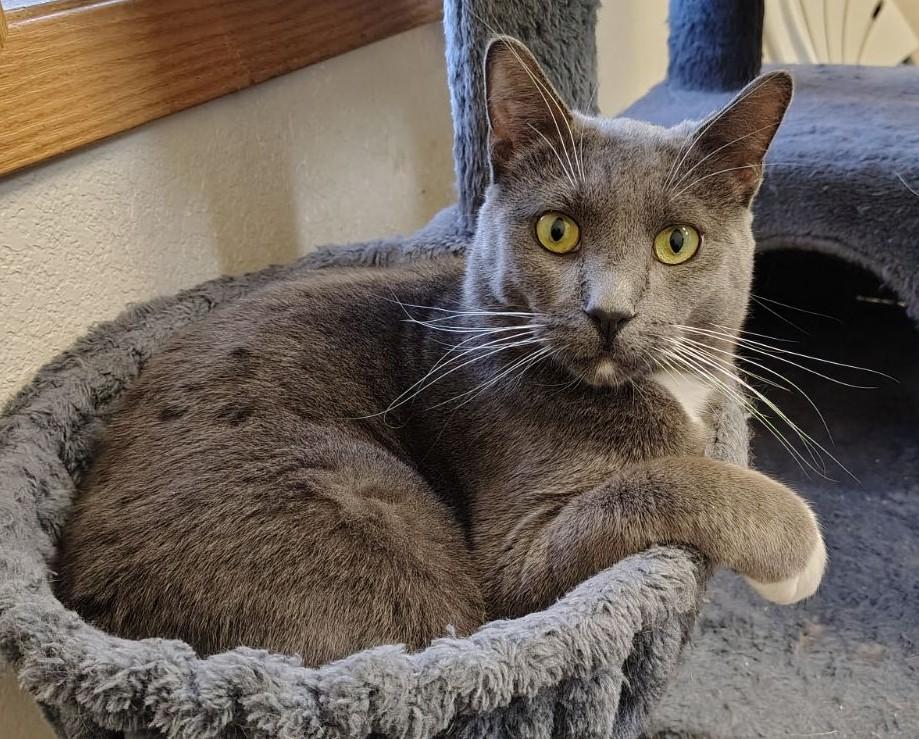 Enlarge Shadow, a Adoptable Domestic Short Hair in Wahpeton, ND image 1/6