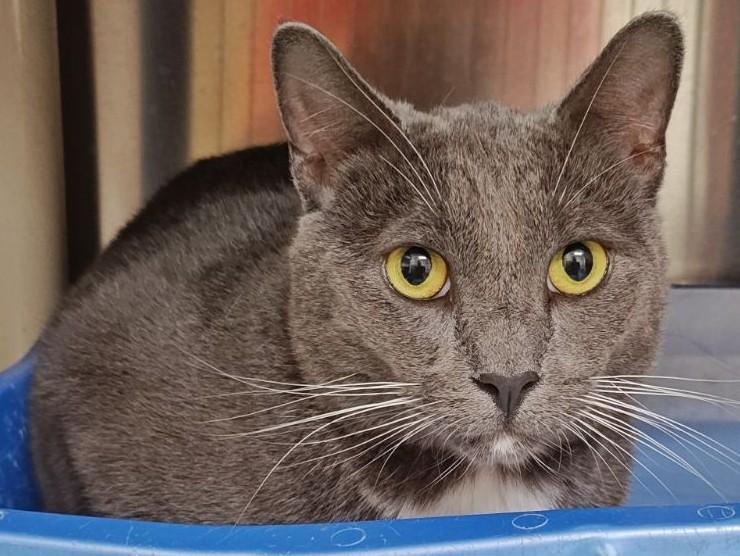 Enlarge Shadow, a Adoptable Domestic Short Hair in Wahpeton, ND image 4/4