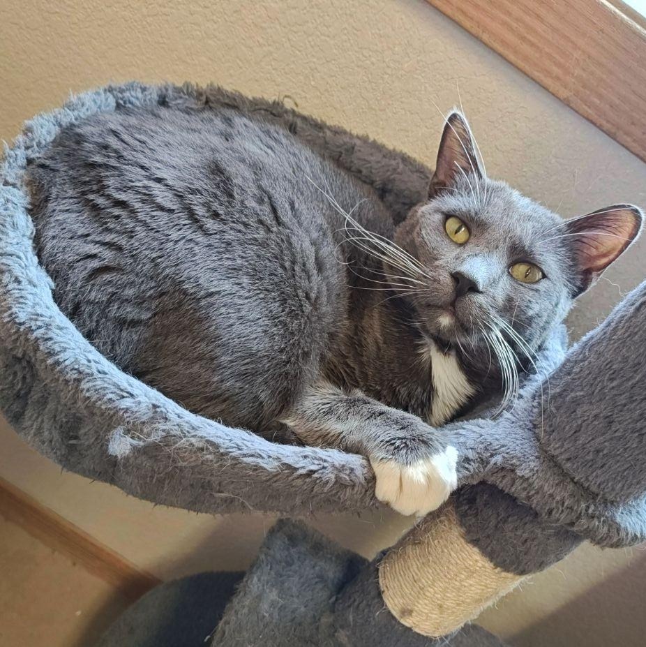 Enlarge Shadow, a Adoptable Domestic Short Hair in Wahpeton, ND image 3/4