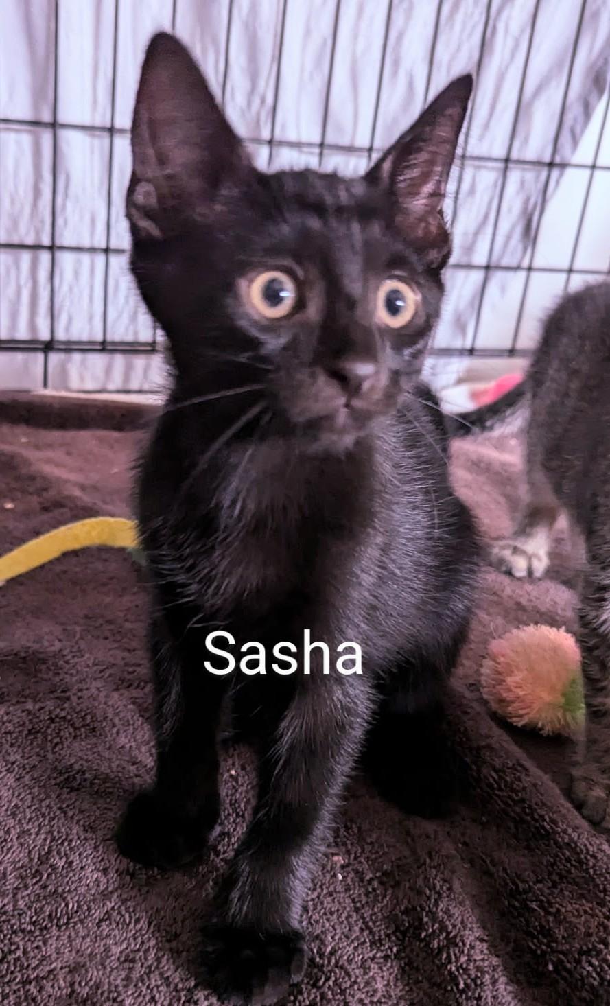 Sasha