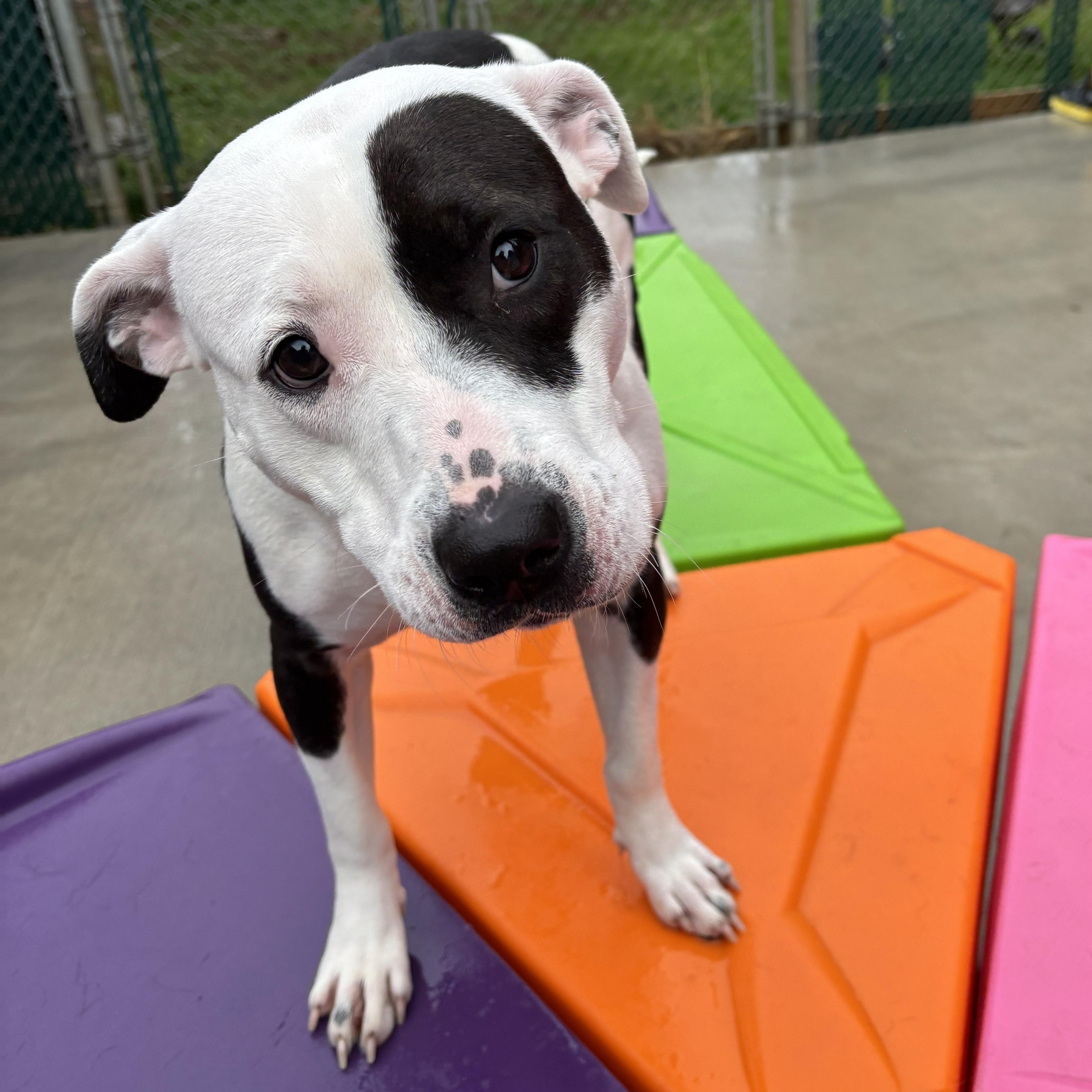 Enlarge Sugar, a Adoptable mixed breed in Franklin, NC image 2/5