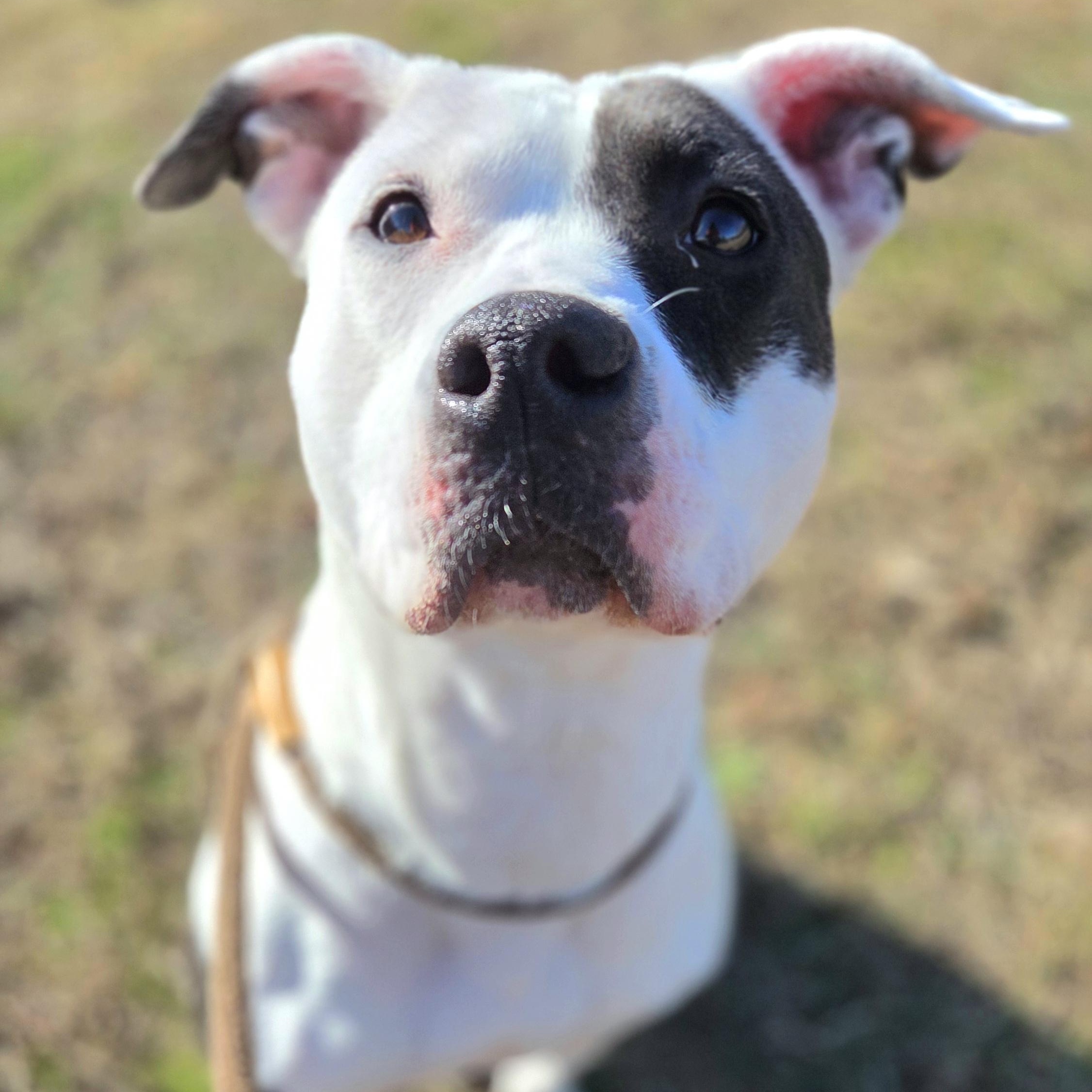 Enlarge Sugar, a Adoptable mixed breed in Franklin, NC image 1/5